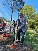 Bonaccini, Priolo e Pasquali piantano il carpino a Bobbio.jpg
