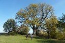 10_ Roverella - Scandiano (RE), Il Monte.JPG
