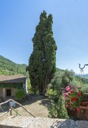 12_Cipresso – Grizzana Morandi (BO), Borgo La Scola. jpg.jpg