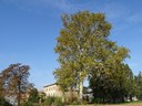 14_ Cedro dell’Himalaya – Bologna, Istituto Ortopedico Rizzoli.JPG