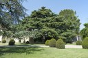 18_ Cedro dell’Himalaya – San Giorgio Piacentino (PC), Ronco.jpg