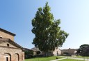 19_Platano – Ravenna, Complesso monumentale di San Vitale .jpg