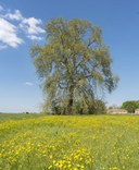 7_ Platano – Ferrara Fondo Reno.jpg