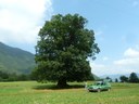 Castagno, Ottone, Piacenza