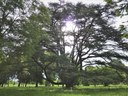 Cedro, Villa Paolucci - Forlimpopoli, Forlì-Cesena