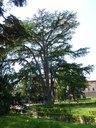 Cedro, Parco Massari, Ferrara