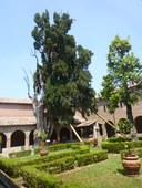 Cipresso, Villa Verucchio, Rimini