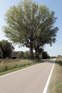 Pioppo, Prada-Faenza, Ravenna
