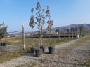Lecci e farnie, vivaio Imola