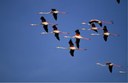 Foto Delta Po_Fenicotteri in volo_autore Fabio Liverani