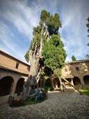 Il cipresso di San Francesco (Rn)