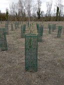 lecci_riforestazione