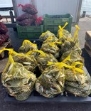 Foto - Granchio blu 2