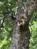 Acero_Borgo Tresana_Alto Reno Terme_BO