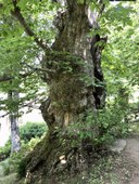 Castagno_Borgo Tresana_Alto Reno Terme_BO