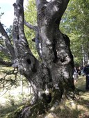 Faggio_Lago di Patrignano_Fanano1_MO