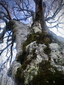 Faggio_Lago di Patrignano_Fanano2_MO