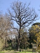 Noce_Via Irnerio_Bologna