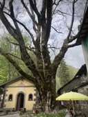 Olmo_Pievepelago_MO