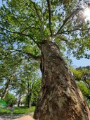 Platano_Viale Po 3_Ferrara