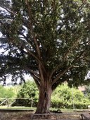 Tasso_Castelvetro_MO