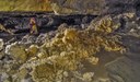 Infiorescenze gessose su concrezioni calcaree nella Grotta Risorgente del Rio Basino - Vena del Gesso romagnola