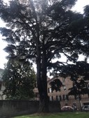 Cedro Parco Massari
