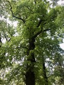 Quercia Parco Massari