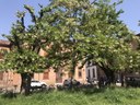 Robinia San Girolamo