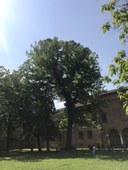 Tiglio Parco Pareschi