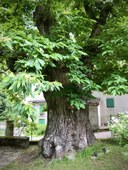 Castagno Alto Reno Terme