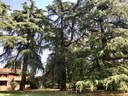 Cedri San Lazzaro (Gruppo)