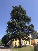 Cedro Vergato