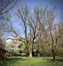 Frassino Corticella
