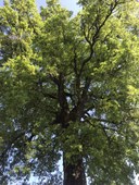 Roverella Cereglio