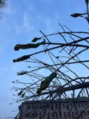 Particolare dell'albero dei tutti