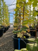 il materiale viviaistico .jpeg