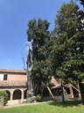 Foto - Albero secolare nel Comune di Verrucchio (Rn)