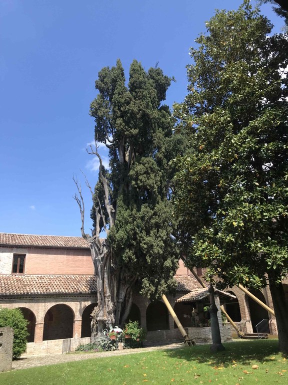 Foto - Albero secolare nel Comune di Verrucchio (Rn)