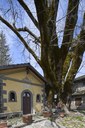Olmo montano - Comune di Pievepelago (Mo)
