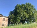 Foto - Roverella nel Comune di Coriano (Rn)