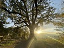 Foto - Quercia dei cento rami - Comune di Scandiano (Re)