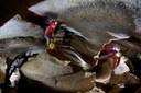 Foto - Meandro fossile Grotta Calindri, Parco dei Gessi bolognesi - autori Francesco Grazioli e Claudio Dalmonte.jpeg